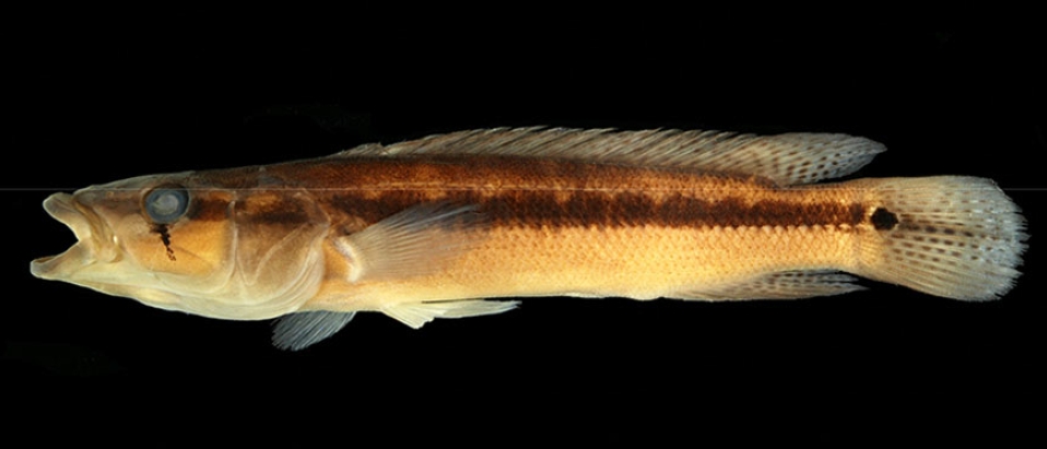 A new pelagic predatory pike cichlid from the C. mandelburgeri species complex with parallel and reticulate evolution