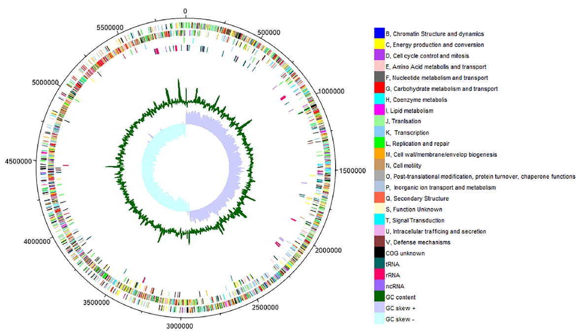 Phenotypic and genomic analysis of isopropanol and 1,3-propanediol producer Clostridium diolis DSM 15410